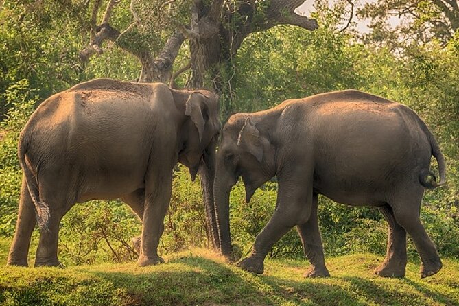 Safari Gallery Image