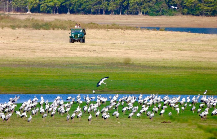 Minneriya-Safari5-94776487757