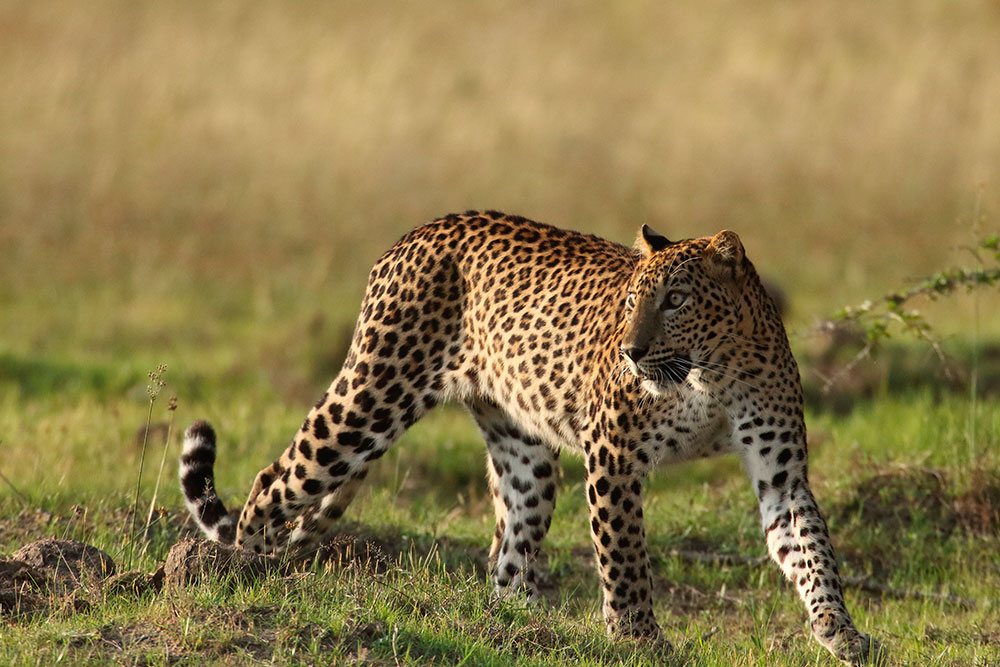 Vilpaththu National Park full Day Safari