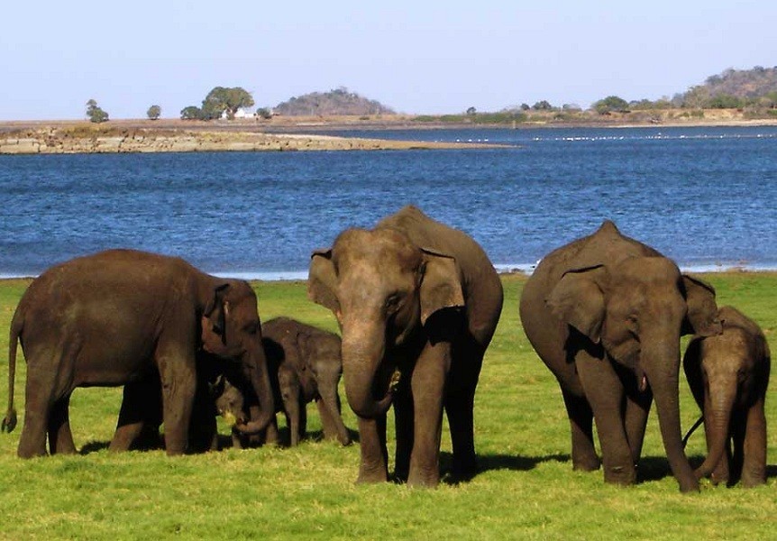 Minneriya National Park Evening Safari