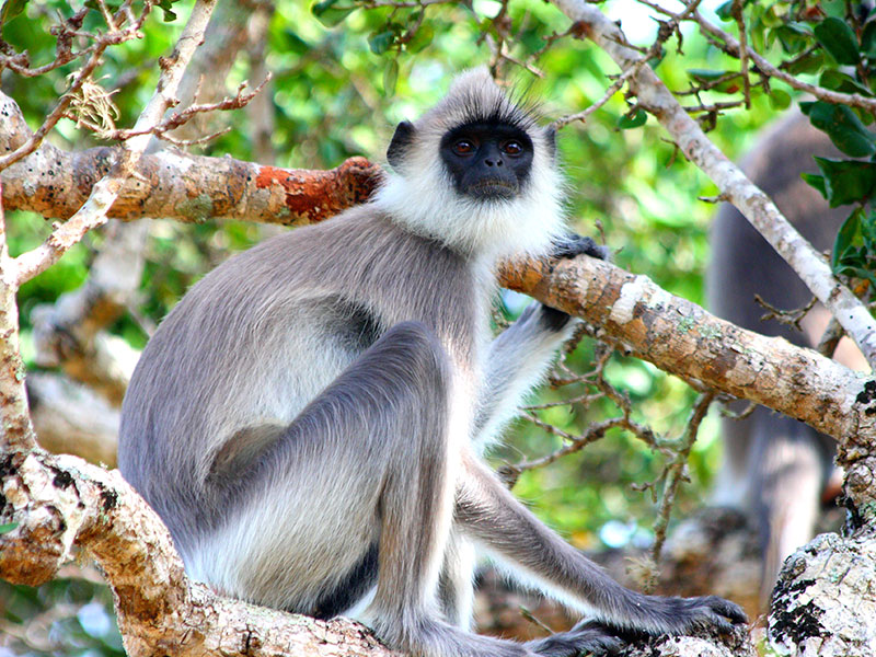 Wasgamuwa National Park Full Day Safari